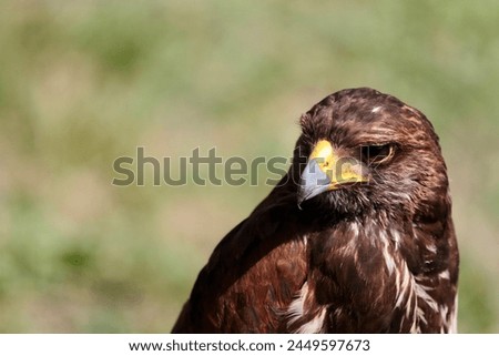 brown hawk detailed closeup portrait