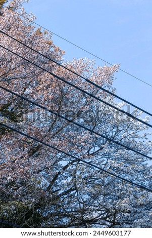 Cherry blossoms in full bloom Somei Yoshino