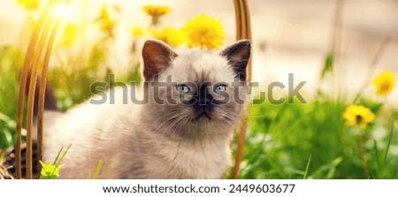 Cute little seal point kitten sitting in a basket on a lawn with dandelions Royalty-Free Stock Photo #2449603677