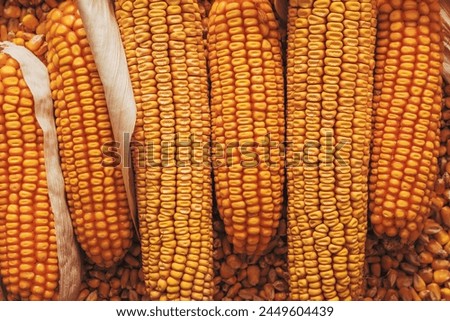 Corn on the cob, harvested and stacked, directly above Royalty-Free Stock Photo #2449604439