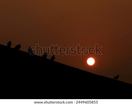 A photograph showing birds in silhouette taken during sunset in New Delhi, India. 
