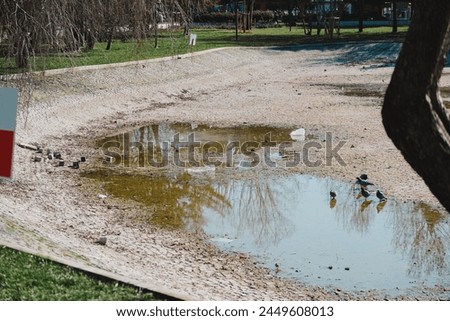 Water crisis and World Climate change, pigeons and garbage on a dried park lake Royalty-Free Stock Photo #2449608013