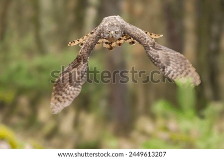 The hawk (Accipiter gentilis) is a medium-sized predator species in the family Accipitridae.