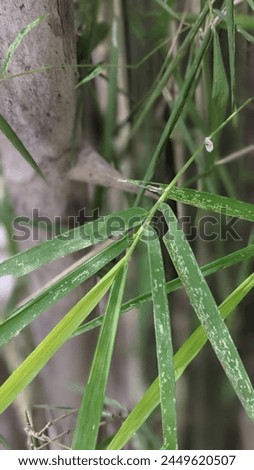 This is a photo of bamboo leaves taken at a very close distance.
