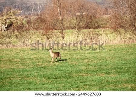 Deer in a meadow, alert and feeding. large mammal. Animal photo from nature