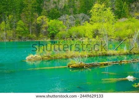 Jiuzhaigou Valley, Aba Qiang and Tibetan Autonomous Prefecture, Sichuan Province - Driftwood landscape on the lake