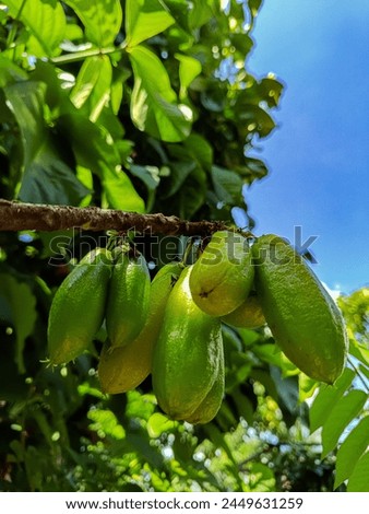 Averrhoa Bilimbi, Indonesian Fruit, Agriculture, Green, Blue Sky, Cucumber tree Royalty-Free Stock Photo #2449631259