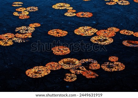 lotus water field winter landscape photo