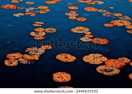 lotus water field winter landscape photo