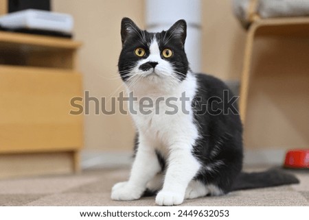 A black and white cat sitting on the floor
