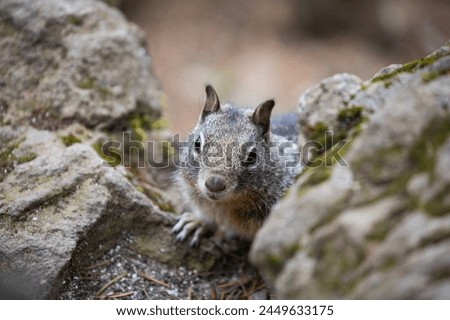 Close up picture of a beautiful, friendly, wild grey squirrel 