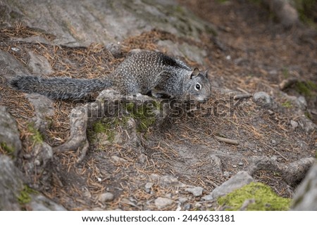Close up picture of a beautiful, friendly, wild grey squirrel 