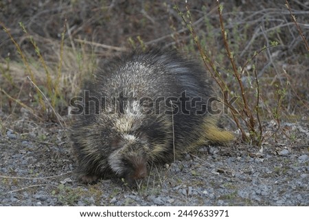 The North American porcupine (Erethizon dorsatum), also known as the Canadian porcupine, is a large quill-covered rodent in the New World porcupine family. 
