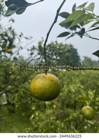 Mandarin orange farm after raining in the morning in Kintamani Bali