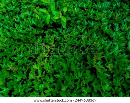 Top view leaf background.Green leaves color tone dark in the morning.Tropical Plant in Indonesia,environment,good air.photo concept nature and plant.
