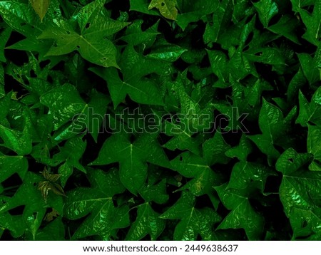 Top view leaf background.Green leaves color tone dark in the morning.Tropical Plant in Indonesia,environment,good air.photo concept nature and plant.