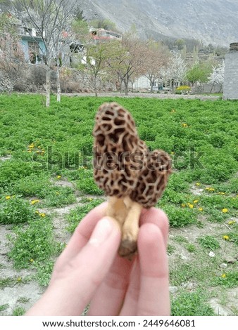 Moral mushroom soup
Picture of moral mushroom
Kashmiri mushroom
#moralmaushroom