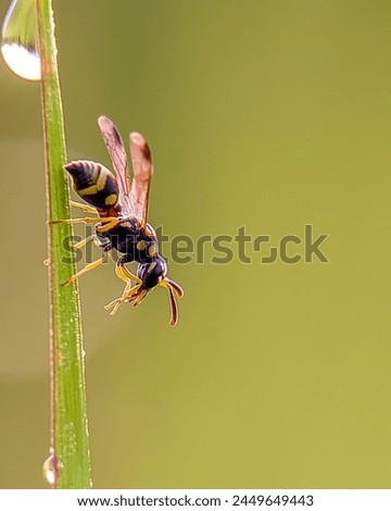 Wasp, any member of a group of insects in the order Hymenoptera, suborder Apocrita, some of which are stinging. Royalty-Free Stock Photo #2449649443