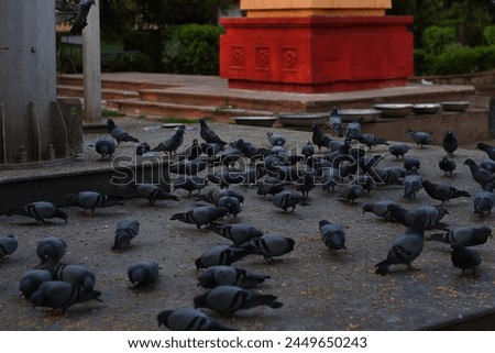 Group of Pigeon eating, Hi-res picture