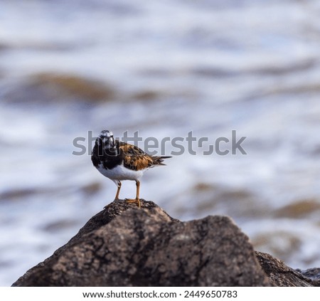 Turnstone perched on the top of a sea defence rock, posing for the camera. Royalty-Free Stock Photo #2449650783