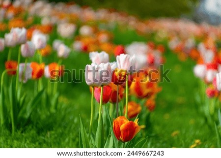 Flowerbed with multi-colored tulips. Spring bloom. Floral background. Beautiful flowers.