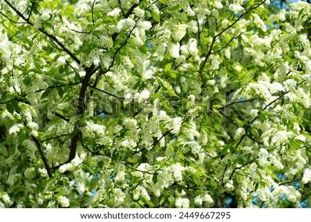 White flowers on a tree. Prunus padus, bird cherry, hackberry, hagberry, Mayday tree. Spring bloom. Floral background. Royalty-Free Stock Photo #2449667295