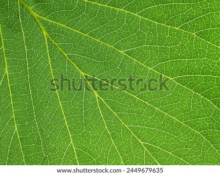 close up green leaf texture, leaf of Bastard Teak ( Butea monosperma (Lam.) Taub. )