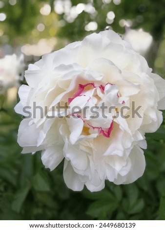 white terry peony with red edging on wavy petals. Blooming Paeonia Festiva Maxima. Floral Wallpaper