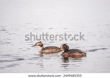 Two Great Crested Grebes swim in the lake. The great crested grebe, Podiceps cristatus, is a member of the grebe family of water birds.