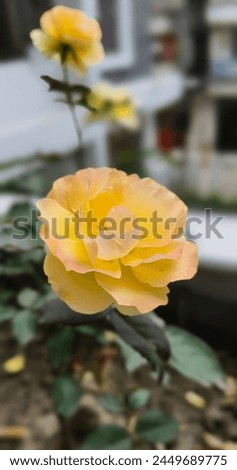 Flower of Yellow Rose in a building garden. Yellow Roses with shallow depth of field.Yellow garden rose on a bush in a building garden with background blur.