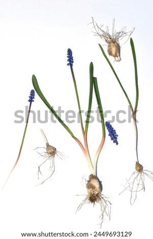 Herbarium. Mouse hyacinth flower. The picture shows the flower stem, inflorescence, leaves and root system of the bulb.