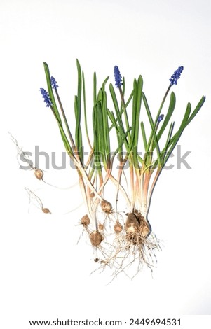 Herbarium. Bouquet of mouse hyacinth flowers. The picture shows the flower stem, inflorescence, leaves and root system of the bulb.