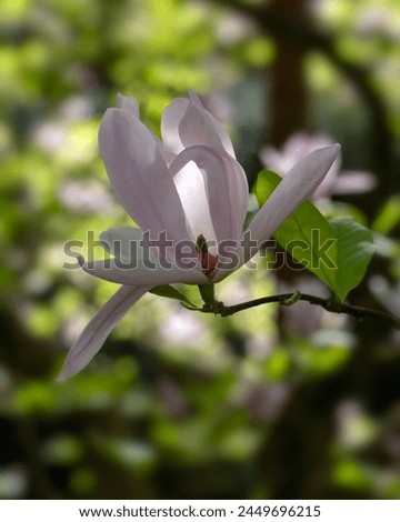 Closeupo of open flower of Magnolia 'Pinkie' in a garden in Spring