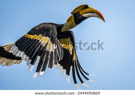 The bill and large hump are yellow. The face is black. The throat is white or yellowish-white. The body is black. The wings are black with a wide yellow stripe running down the middle of the wings. Royalty-Free Stock Photo #2449696869