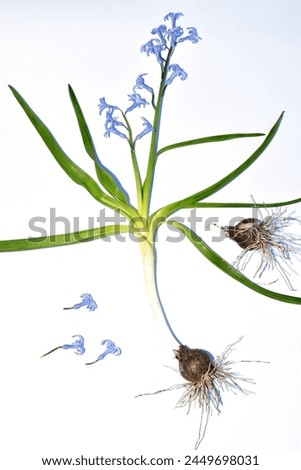 Herbarium. Hyacinth. The picture shows the flower stem, inflorescence, leaves and root system of the bulb.