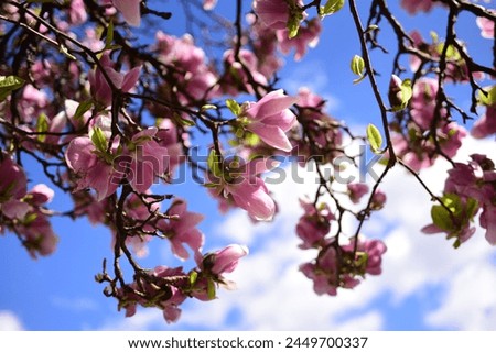 A large blooming magnolia tree on a sunny spring day. Pink magnolia flowers against the blue sky. Close up of beautiful light pink magnolia flowers. Low depth of field. Photo of natural nature.