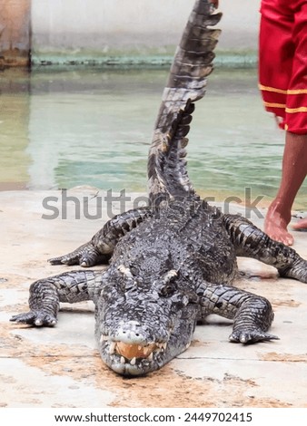 a photography of a man standing next to a large alligator.