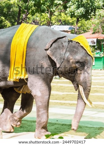 a photography of an elephant with a yellow scarf walking on a path.