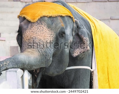 a photography of an elephant with a yellow blanket on its head.