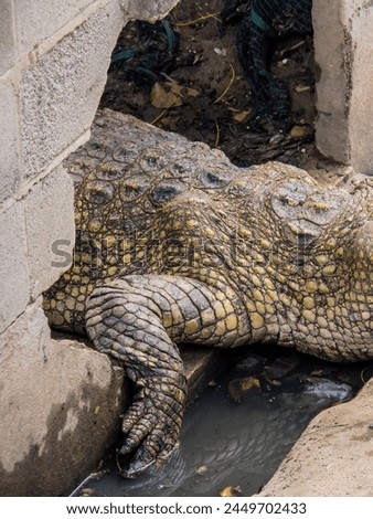 a photography of a crocodile laying on the ground next to a wall.