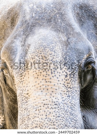 a photography of an elephant with a very large tusk.