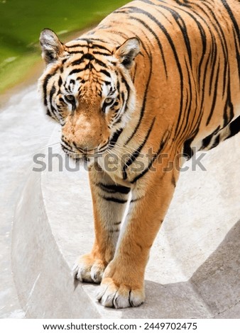 a photography of a tiger walking on a ledge in a zoo.