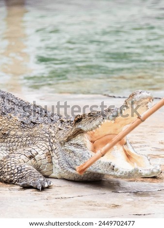 a photography of a crocodile with its mouth open and its mouth open.