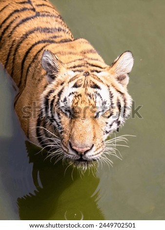 a photography of a tiger in the water looking at the camera.