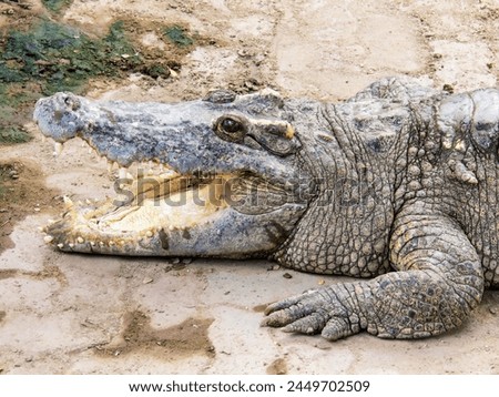 a photography of a crocodile laying on the ground with its mouth open.