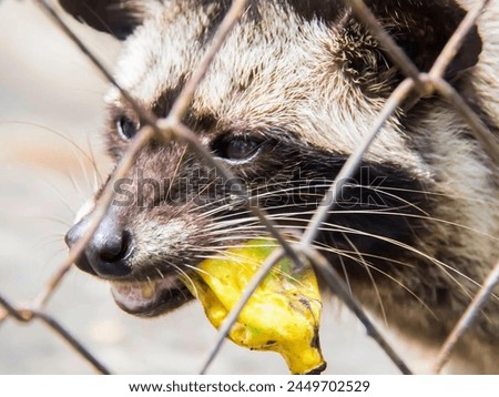 a photography of a raccoon eating a banana through a fence.