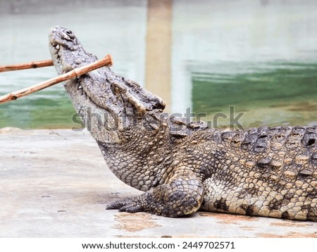 a photography of a crocodile with a stick in its mouth.