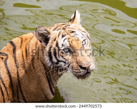 a photography of a tiger in the water looking at the camera.