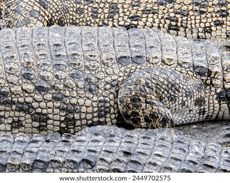 a photography of a group of crocodiles laying on top of each other.