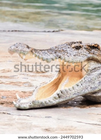 a photography of a crocodile with its mouth open and its mouth wide open.